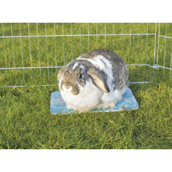 Trixie Kylplatta - Kanin