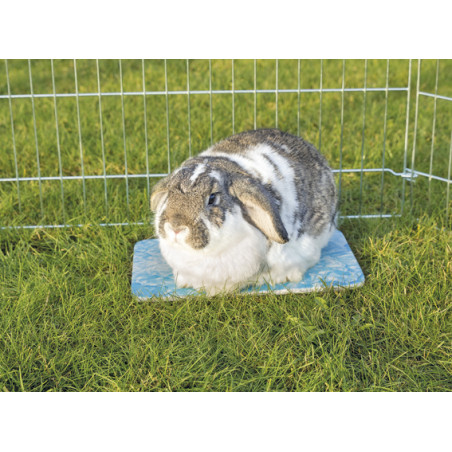 Trixie Kylplatta - Kanin